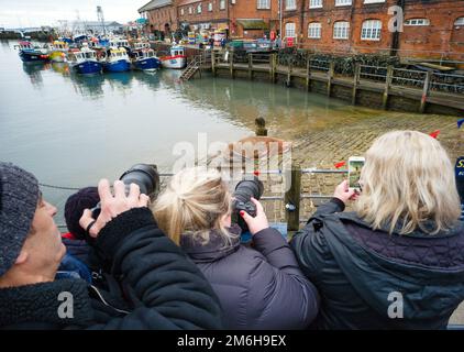 Photographes utilisant de longs objectifs pour essayer de prendre des photos de Thor le morse endormi dans le port de Scarborough Banque D'Images