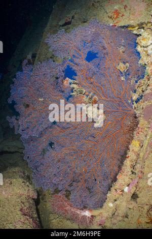 Éventail de corail dans la soute du Dunraven. Site de plongée Dunraven épave, Sinaï, Mer Rouge, Égypte Banque D'Images