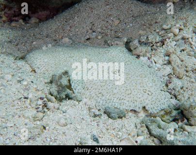 Une semelle sans fin bien camouflée (Pardachirus marmoratus) . Site de plongée mangrove Bay, El Quesir, Egypte, Mer Rouge Banque D'Images