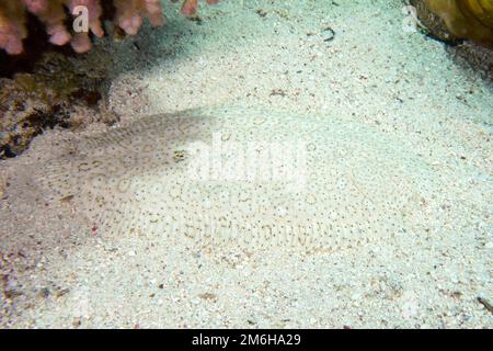 Une semelle sans fin bien camouflée (Pardachirus marmoratus) . Site de plongée mangrove Bay, El Quesir, Egypte, Mer Rouge Banque D'Images