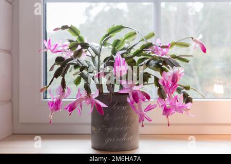 Noël rose florissant schlumbergera cactus dans un pot sur le seuil de la fenêtre. Epiphyllanthus, épiphyllum, zygocactus Banque D'Images