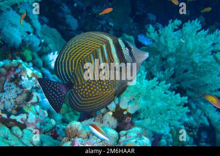 Le tang de nageoires de desjardin indien (Zebrasoma desjardinii) devant des coraux mous. Site de plongée Daedalus Reef, Egypte, Mer Rouge Banque D'Images