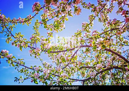 vue sur les branches d'un pommier fleuri avec fleurs rouges instagram stile Banque D'Images
