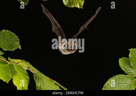 La chauve-souris de Daubenton (Myotis daubentonii) en vol, Basse-Saxe, Allemagne Banque D'Images