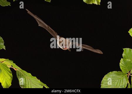 La chauve-souris de Daubenton (Myotis daubentonii) en vol, Basse-Saxe, Allemagne Banque D'Images