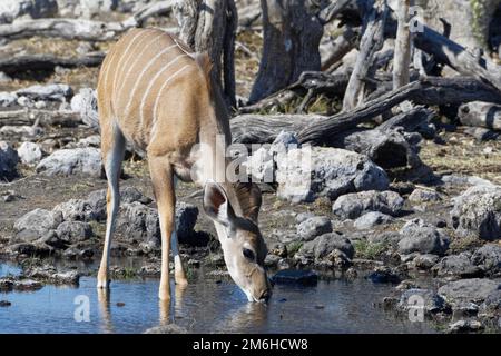 Grand kudu (Tragelaphus strepsiceros), femelle, dans l'eau, boire au trou d'eau, Parc national d'Etosha, Namibie, Afrique Banque D'Images