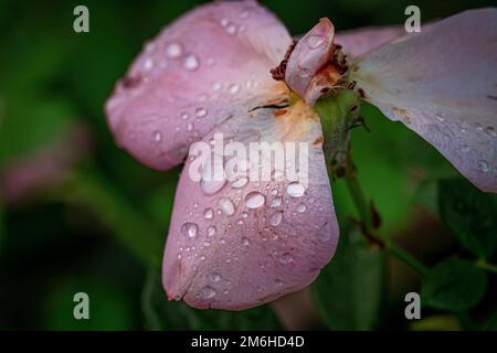 Photo macro d'une fleur avec raindrops, Gechingen, Forêt-Noire, Allemagne Banque D'Images