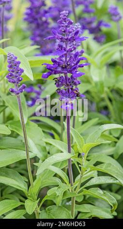 Ziersalbei 'alvia nemorosa' Banque D'Images