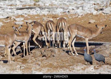 Impalas à face noire (Aepyceros melampus petersi), troupeau de femelles adultes buvant au trou d'eau, deux guineafowls (Numida meleagris) en face, E Banque D'Images