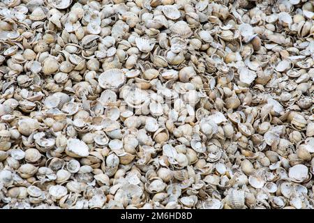 gros plan sur de nombreuses coques de coques aux couleurs discrètes Banque D'Images