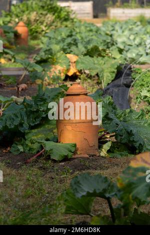 Pots de forçage traditionnels en terre cuite dans le jardin potager de rhubarbe Banque D'Images