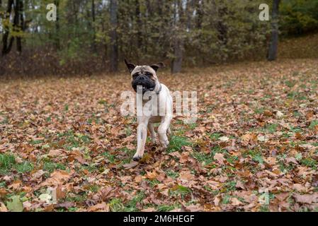 Magnifique chien Bullmastiff en arrière-plan d'automne. Banque D'Images