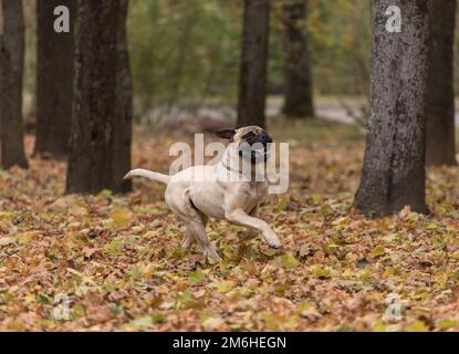 Magnifique chien Bullmastiff en arrière-plan d'automne. Banque D'Images