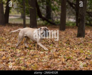 Magnifique chien Bullmastiff en arrière-plan d'automne. Banque D'Images