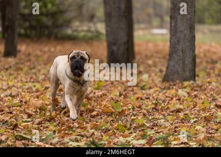 Magnifique chien Bullmastiff en arrière-plan d'automne. Banque D'Images