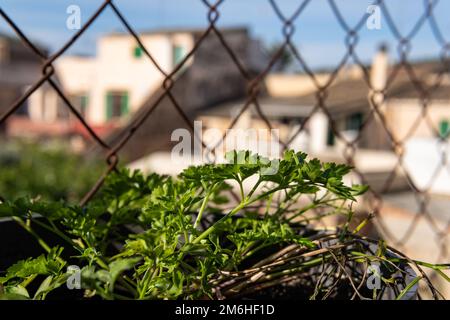 Gros plan d'une plante de persil, Petroselinum crispum, dans une petite casserole par temps ensoleillé Banque D'Images