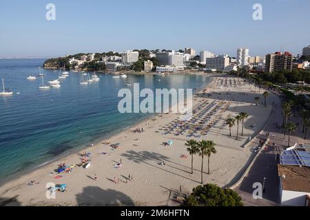 Une scène de plage à Palma Nova et Magaluf, Majorque, Espagne, en été avec des bains de soleil, des chaises longues, des parasols et des palmiers sur la plage Banque D'Images