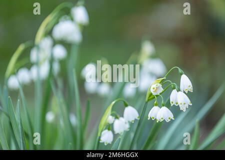 Gros plan des fleurs de flocon de neige printanier (leucojum vernum) Banque D'Images