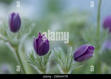 gros plan de fleurs de pasqueflower pourpres (pulsatilla vulgaris) avec fond flou Banque D'Images