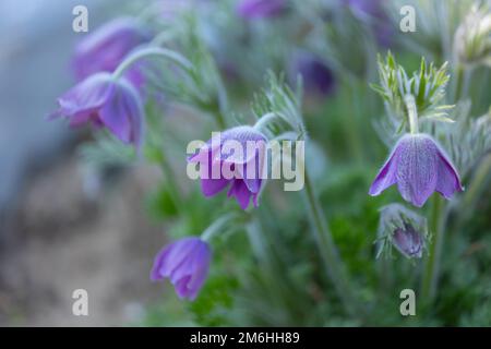 gros plan de fleurs de pasqueflower pourpres (pulsatilla vulgaris) avec fond flou Banque D'Images