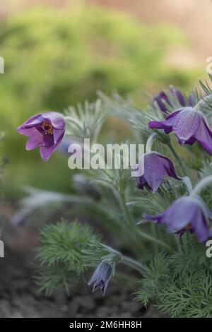 gros plan d'une fleur de paqueflower violet foncé (pulsatilla vulgaris) avec un arrière-plan flou Banque D'Images