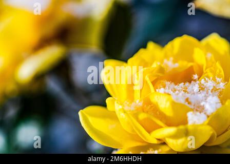 Rose jaune en fleurs dans le jardin Banque D'Images