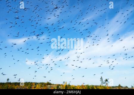 Un grand nombre de moustiques Banque D'Images