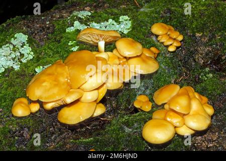 On trouve des flammulina velutipes (queue de velours) en Europe et en Amérique du Nord, qui poussent sur des souches et des troncs de feuillus morts. C'est une espèce comestible. Banque D'Images