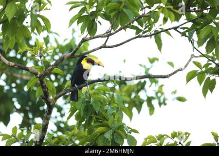 Toucan à gorge jaune dans la nature du Costa Rica. Toucan de châtaignier et de mandibule assis sur la branche dans la forêt tropicale. Oiseau dans l'habitat de la nature Banque D'Images