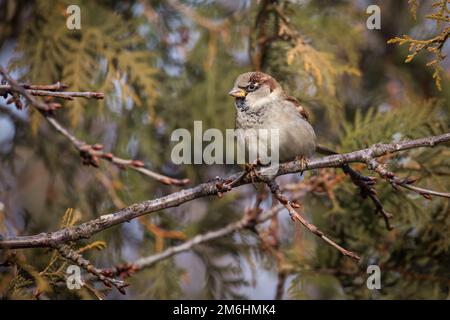 Homme moineau domestique (Passer domesticus) Banque D'Images