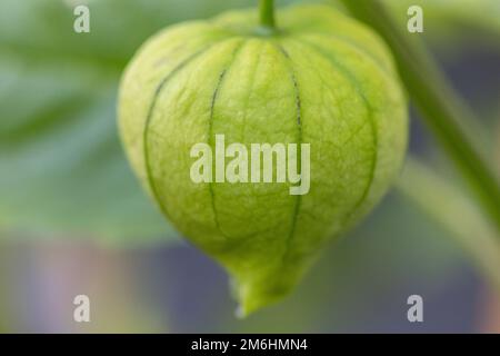 Gros plan du fruit tomatillo sur l'arbre Banque D'Images