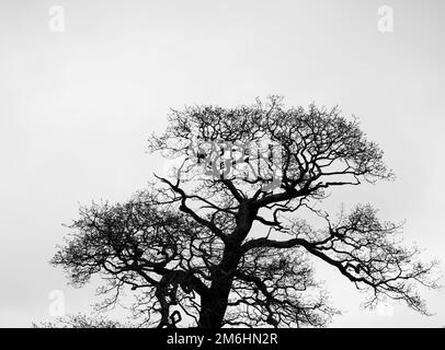 Photo en niveaux de gris d'un arbre sans feuilles avec un arrière-plan blanc Banque D'Images