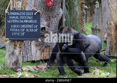 Gorilles des plaines de l'Ouest vus pendant le bilan annuel au zoo de Londres ZSL. Le bilan annuel a lieu au début de chaque année et prend presque une semaine pour compléter les informations partagées avec les zoos du monde entier. Banque D'Images