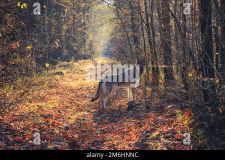 Chien tamasan sur une route forestière pendant l'automne en Pologne Banque D'Images