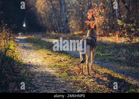 Chien tamasan sur une route forestière pendant l'automne en Pologne Banque D'Images