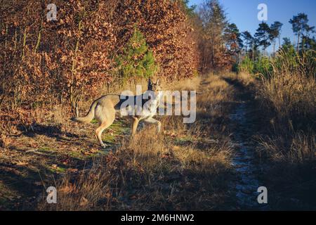 Chien tamasan sur un chemin forestier pendant l'automne en Pologne Banque D'Images