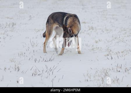 Chien tamasan sur un pré couvert de neige pendant l'hiver en Pologne Banque D'Images