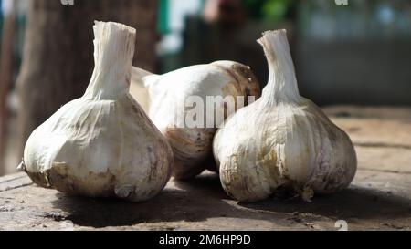 Trois têtes d'ail Messidor sur fond de bois. Cette variété est à haut rendement, bonne qualité, mûrit tôt et a haut yi Banque D'Images