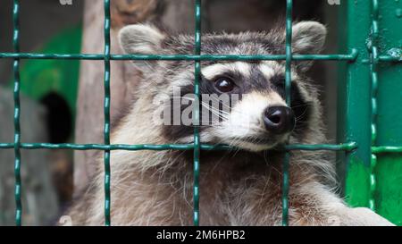 Un raton laveur dans une cage dans un zoo est en train de balayer le gril. Portrait d'un raton laveur regardant l'appareil photo sans toucher les yeux. genre Banque D'Images