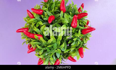 Piments rouges décoratifs poussant dans une casserole. Banque D'Images