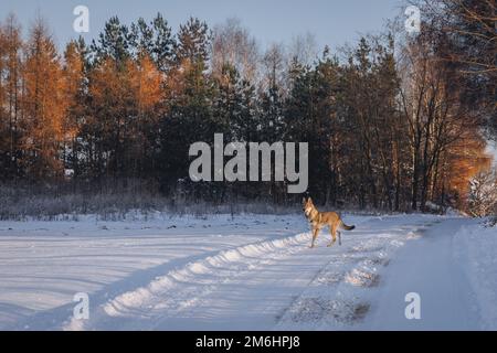 Le chien Tamaskan sur une route de campagne pendant l'hiver en Pologne Banque D'Images