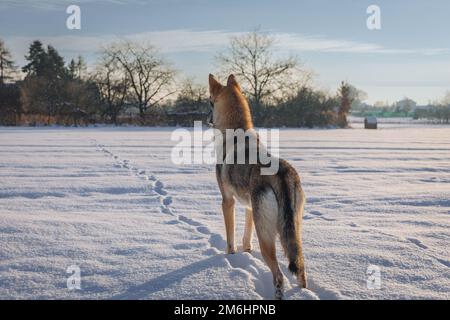 Le chien Tamaskan sur un pré couvert de neige en Pologne Banque D'Images