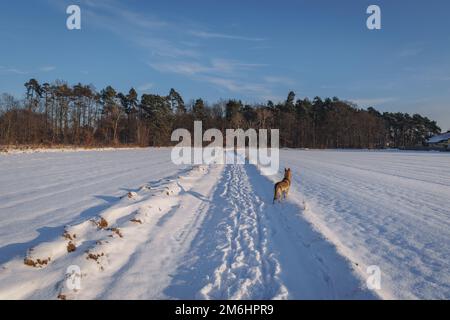 Le chien Tamaskan sur une route de campagne pendant l'hiver en Pologne Banque D'Images