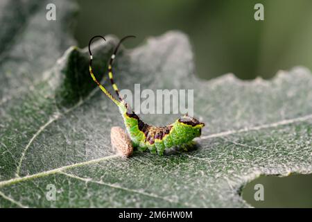 Une chenille bien camouflée de couleur verte brune avec deux queues sur une feuille. Banque D'Images