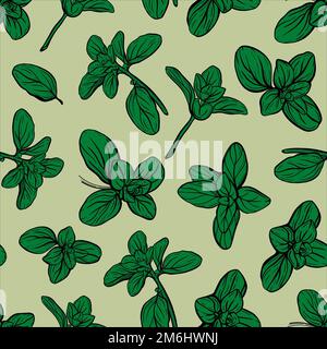 Motif basilic. Herbes italiennes. Motif marjolaine. Banque D'Images