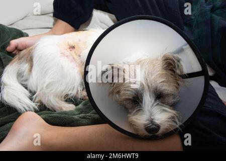 Chien de chiot malade et bouleversé chien portant lisabéthan en plastique cône médical collier autour du cou pour la protection anti-morsure des plaies après l'opération chirurgicale Banque D'Images