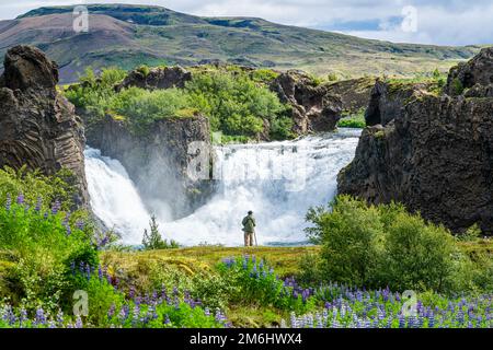 Photographe et le champ de fleurs à Hjalparfoss Waterfall dans la vallée de Thjorsardalur, Islande. Banque D'Images