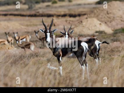 Un troupeau de Bontebok (Damaliscus pygargus) sur les prairies. Cap occidental, Afrique du Sud. Banque D'Images