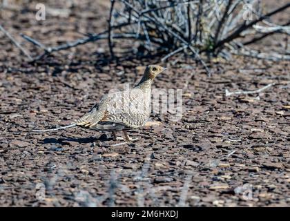 Une namaqua Sandgrouse (Pterocles namaqua) dans le désert. Cap occidental, Afrique du Sud. Banque D'Images