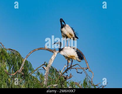 Une paire d'ibis sacrés africains (Threskiornis aethiopicus) debout au-dessus d'un arbre. Cap occidental, Afrique du Sud. Banque D'Images